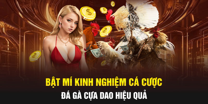 Bật mí kinh nghiệm cá cược đá gà cựa dao hiệu quả