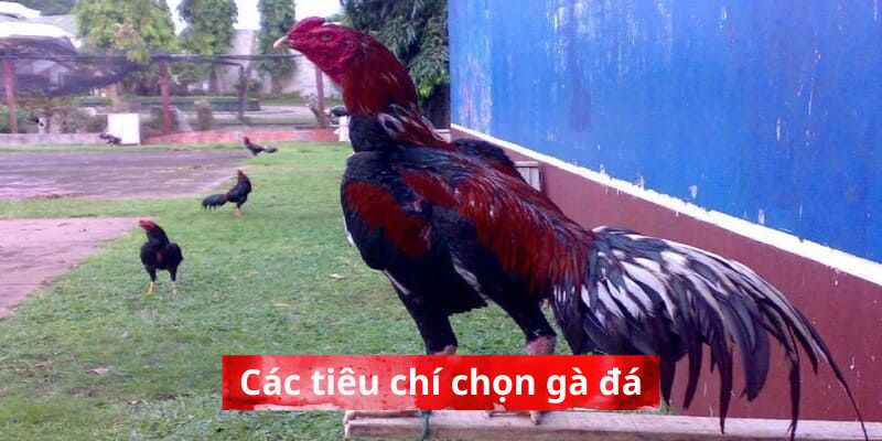 Các tiêu chí quan trọng trong bí kíp chọn gà đá