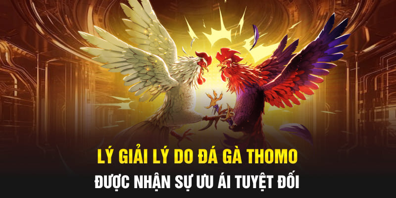 Lý giải lý do đá gà Thomo được nhận sự ưu ái tuyệt đối