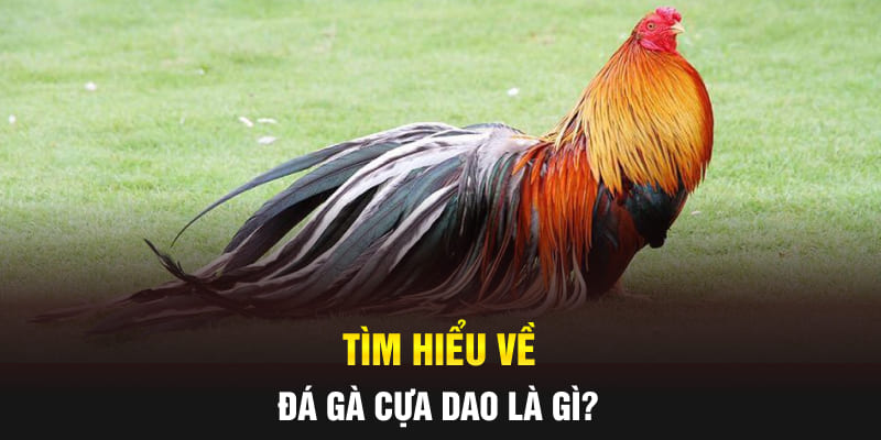 Tìm hiểu đá gà cựa dao là gì?