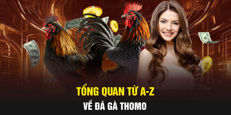 Tổng quan từ A-Z về đá gà Thomo